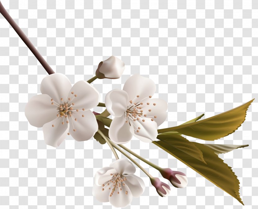 White Flower Clip Art - Peach Blossom Tree Branches Decorative Pattern Transparent PNG