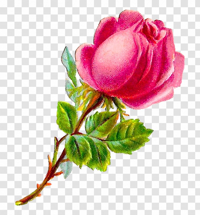 Garden Roses Cabbage Rose Floribunda Pink Clip Art - Shabby Chic Transparent PNG