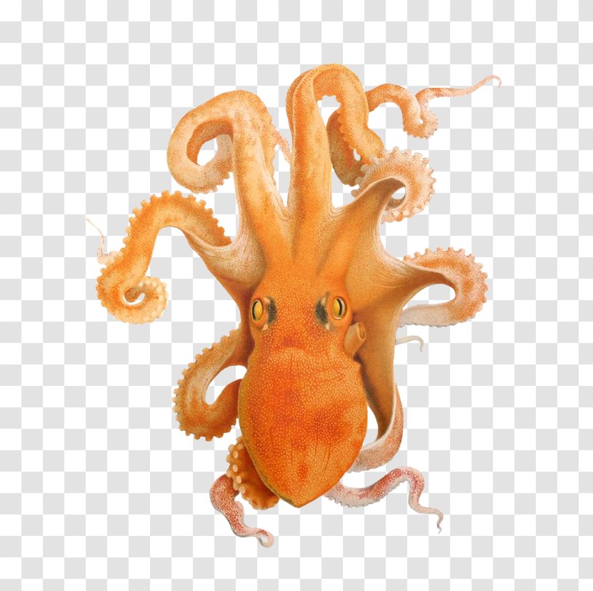 Gulf Of Naples Octopus Cephalopod Clip Art - Illustrator - Octapus Transparent PNG