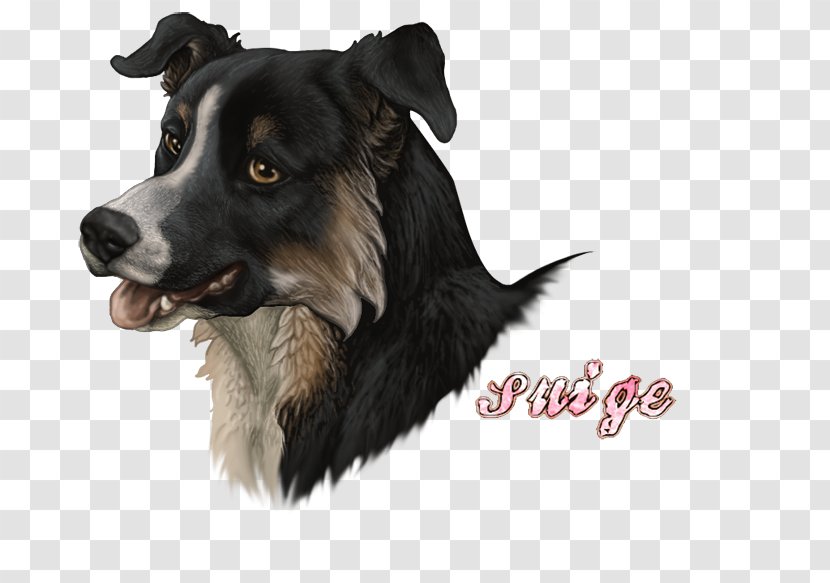 Border Collie Dog Breed Rough Art Museum Companion - Furry Fandom - American Bully Mix Transparent PNG