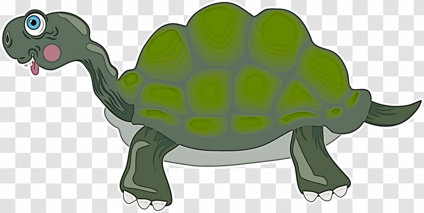 Tortoise Turtles Sea Turtles Tortoise M Snout Transparent PNG