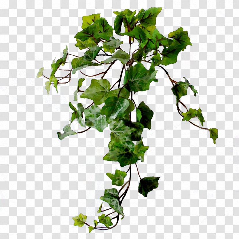 Ivy - Plant - Twig Vine Transparent PNG