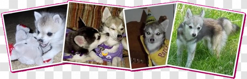 Dog Breed Picture Frames - Frame - Alaskan Klee Kai Transparent PNG