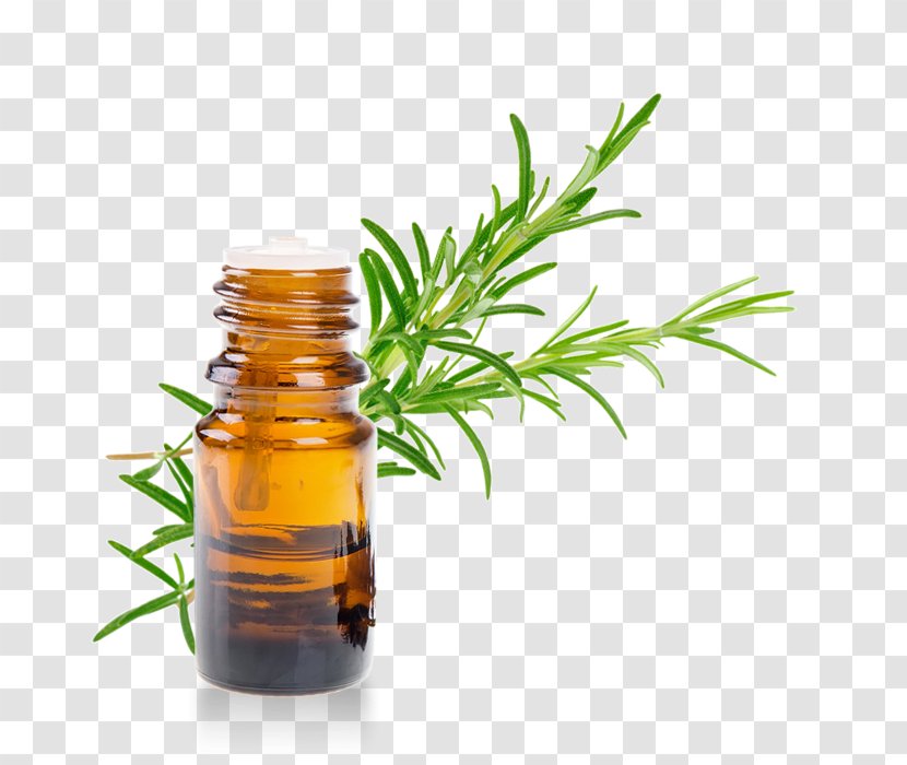 Essential Oil Rosemary Vinaigrette Herb - Tree Transparent PNG