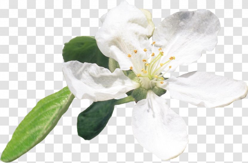 Flower Plant Apples Clip Art - White - BLOSSOM Transparent PNG