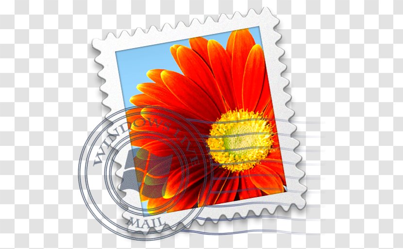 Flower Petal Daisy Family Orange Gerbera - Windows Live Mail Transparent PNG