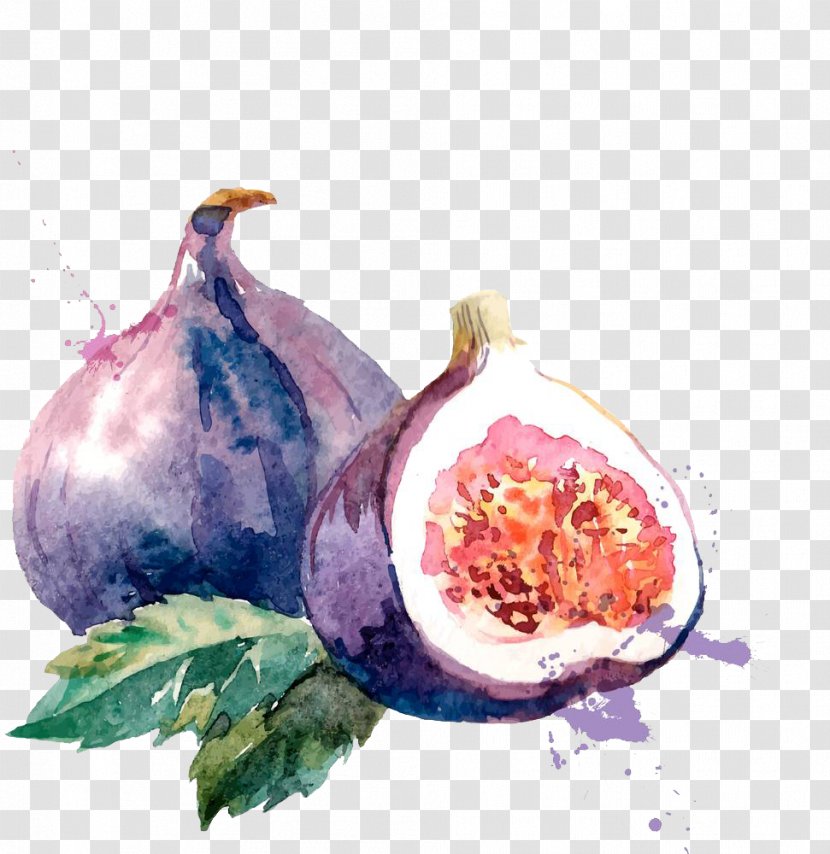 Common Fig Watercolor Painting Drawing Illustration - Without Melon And Leaves Transparent PNG