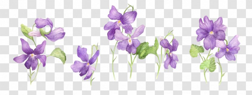 Sweet Pea Flower - Bellflower - Monkshood Dendrobium Transparent PNG
