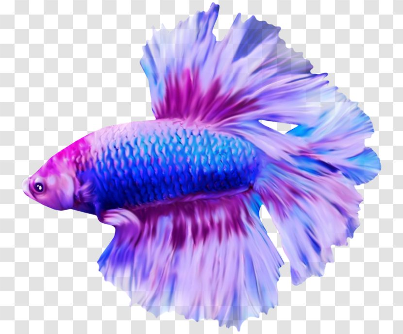 Angelfish Discus - Purple - Fish Transparent PNG