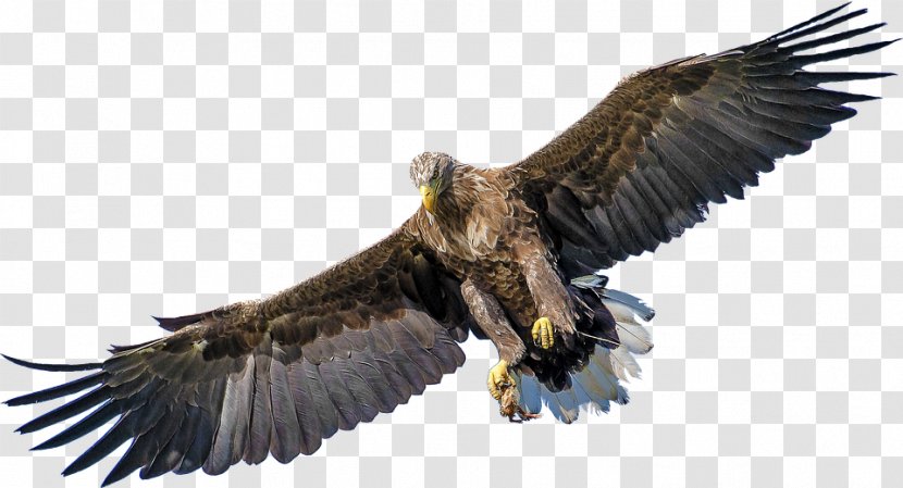 Bald Eagle Bird Golden Clip Art - Kite - Evolution Of Birds Uihere Transparent PNG