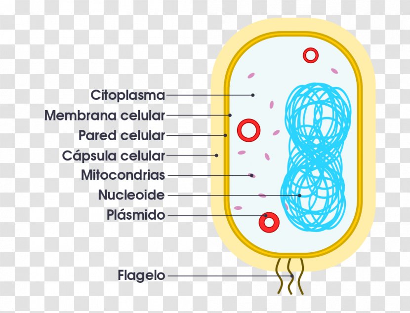 Cell Prokaryote Organelle Eukaryote Bacteria - Cartoon - Heart Transparent PNG