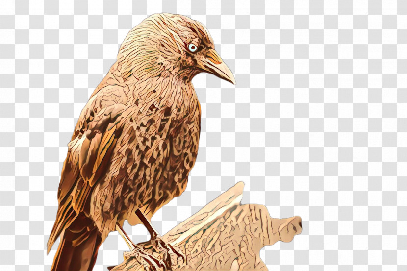 Bird Beak Falconiformes Wood Eagle Transparent PNG