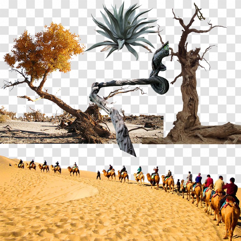 Landscape Tree Desert - Fukei Transparent PNG