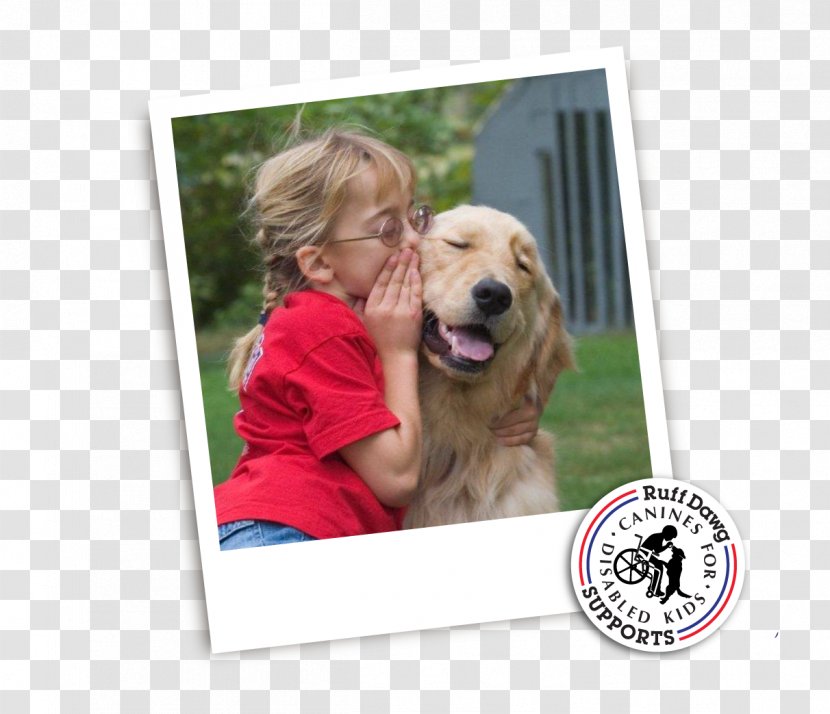 Golden Retriever Puppy Dog Breed Companion - Children With Disabilities Transparent PNG