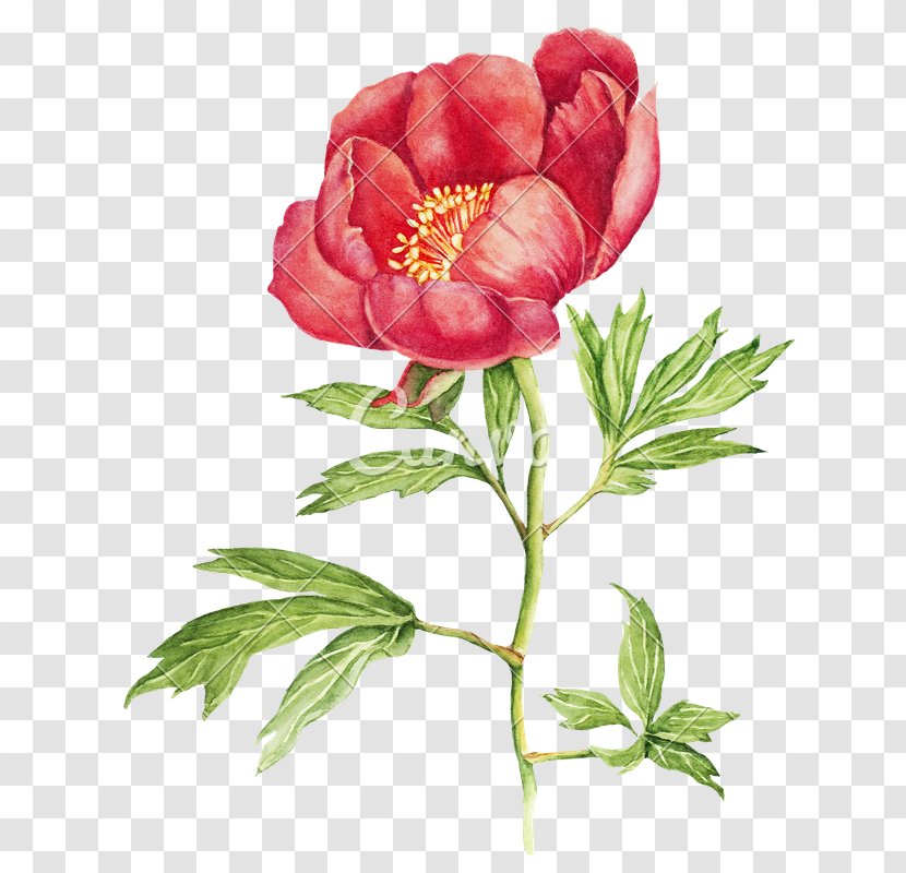 Peony Watercolor Painting Stock Photography Flower Illustration Transparent PNG