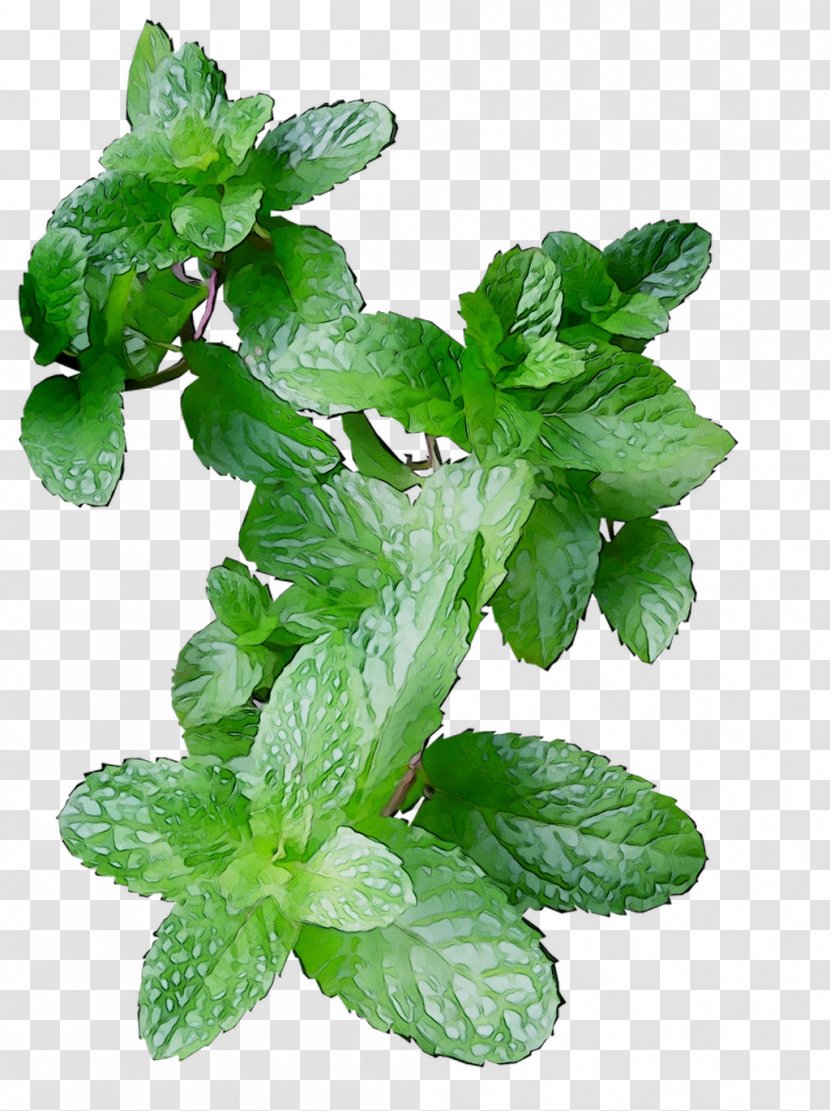 Spearmint Herbalism Leaf Peppermint - Ocimum Transparent PNG