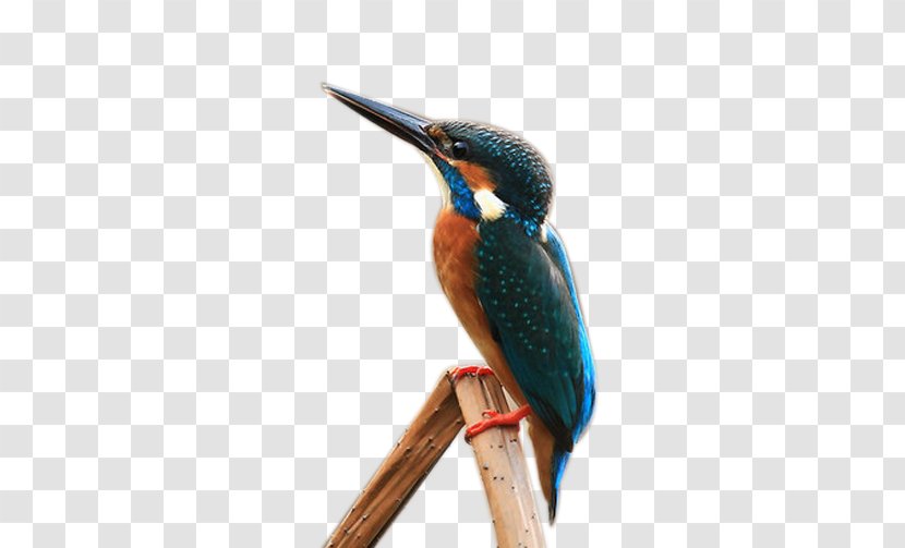 Bird - Clock - Kingfisher Leisure Transparent PNG