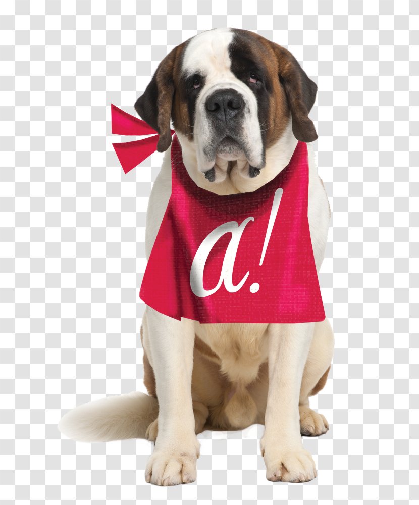 St. Bernard Rottweiler English Mastiff Bullmastiff Bulldog - Carnivoran Transparent PNG