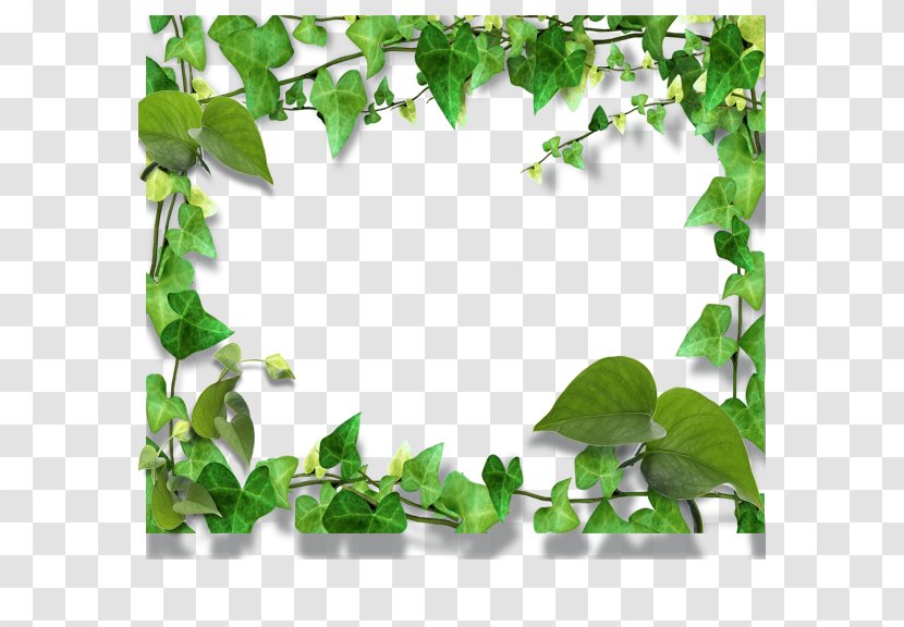 Leaf - Green - Leaves Border Transparent PNG