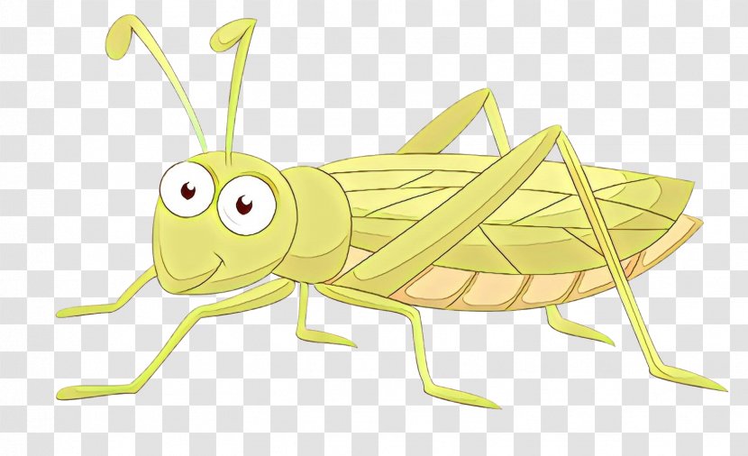 Grasshopper Locust Clip Art Insect Illustration - Bug - Cricket ...