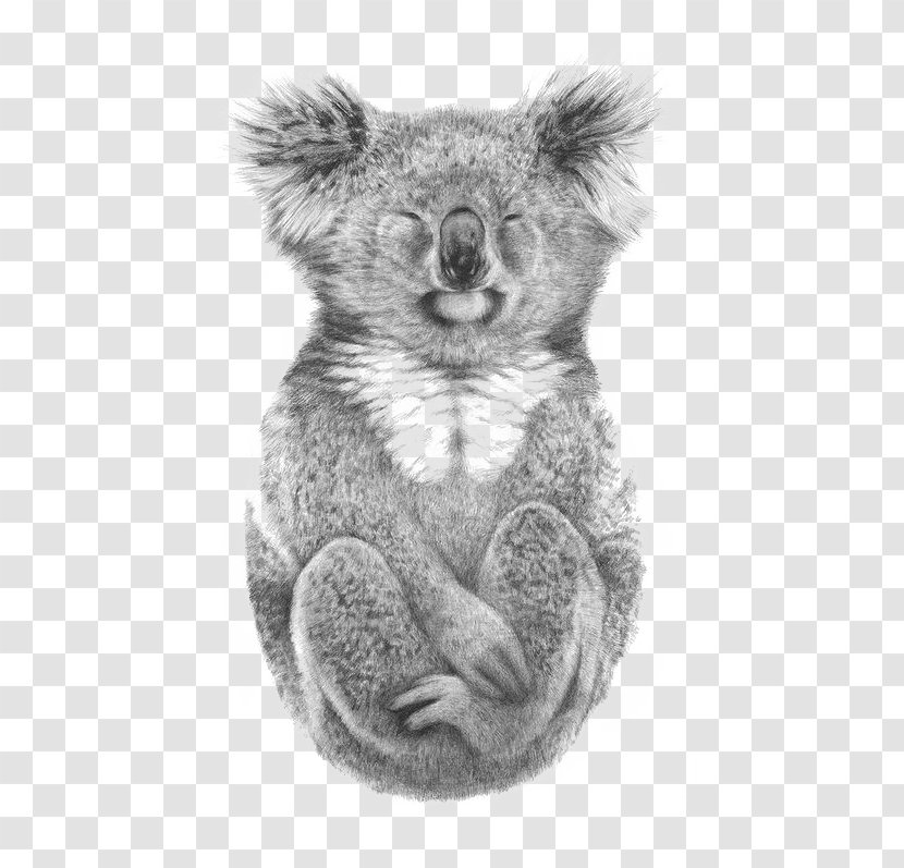 Australia Paper Koala Drawing Printing - Silhouette Transparent PNG