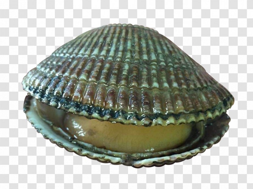 Cockle Clam Seashell Seafood - A Shell Transparent PNG