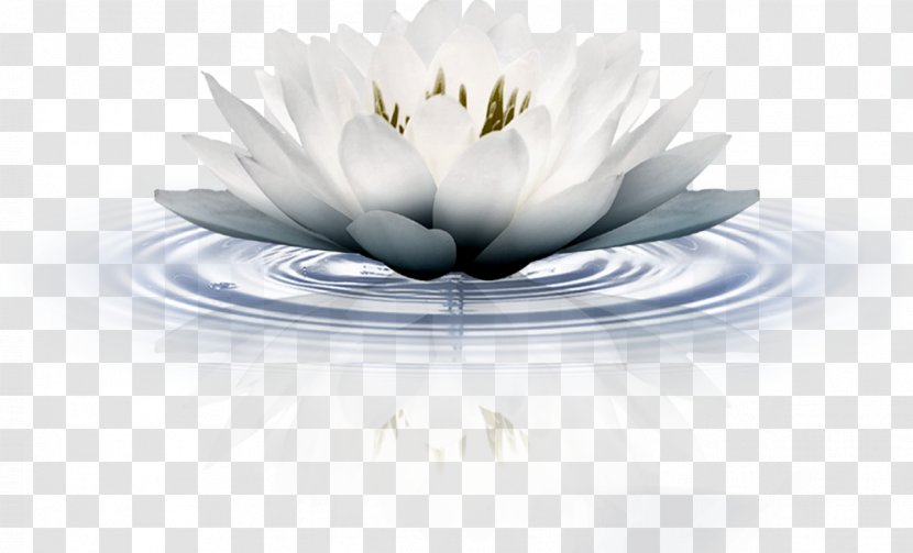 水墨 Sacred Lotus Adobe Photoshop - Nymphaea Transparent PNG