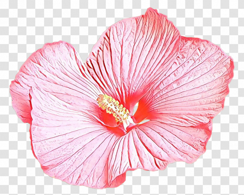 Petal Hibiscus Flower Pink Hawaiian Hibiscus Transparent PNG