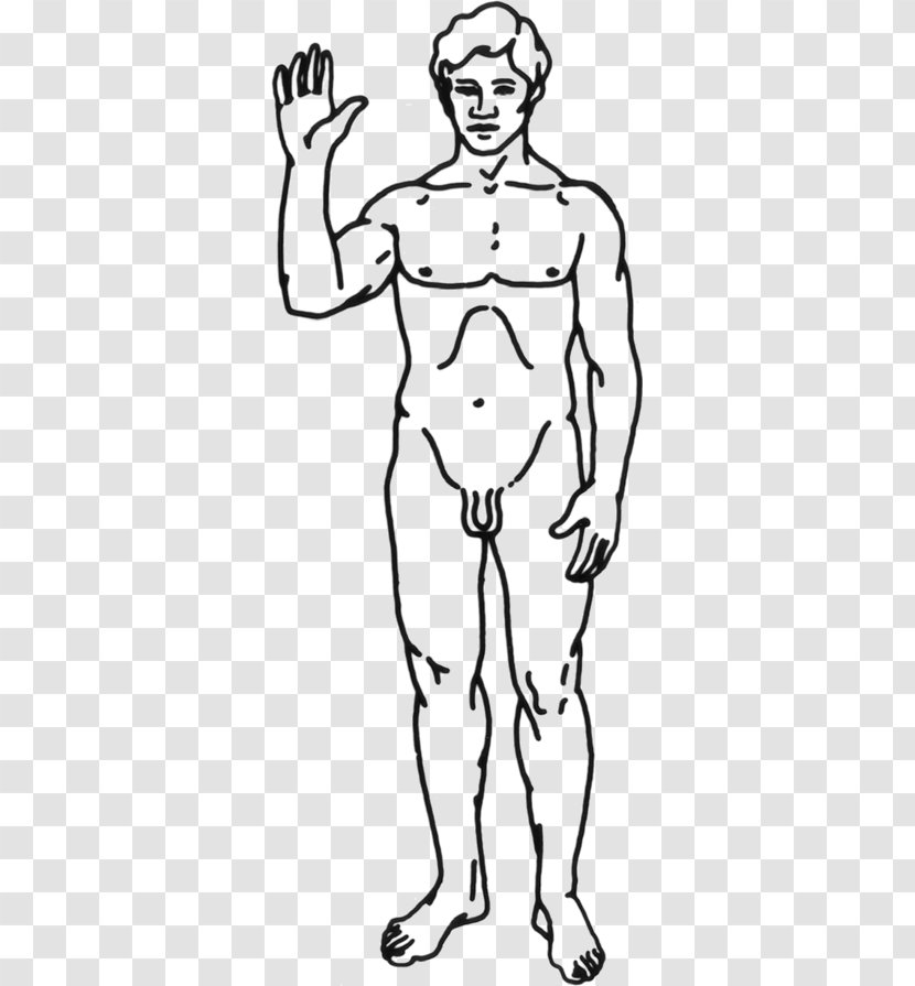 Homo Sapiens Human Body Clip Art - Frame - Cartoon Transparent PNG