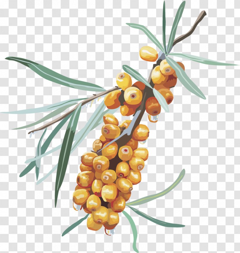 Sea Buckthorns Fruit Berry - Jujube - Vector Yellow Dates Transparent PNG