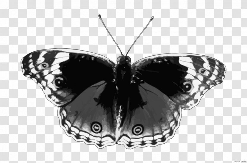 Brush-footed Butterflies Butterfly Moth Pieridae Insect - Black And White Transparent PNG