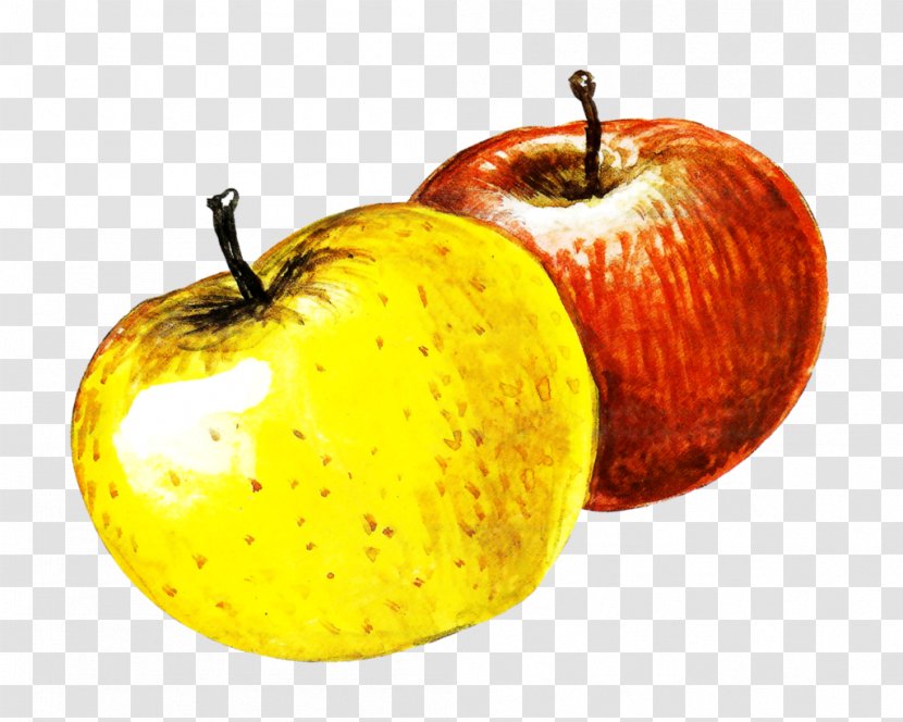 Apple Watercolor Painting Image - Drawing Transparent PNG