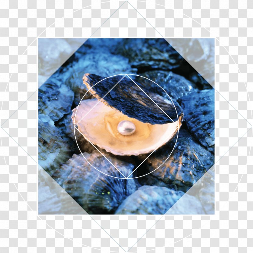 Oyster Pearl Hunting Underwater Diving Tahitian - Oysters Transparent PNG