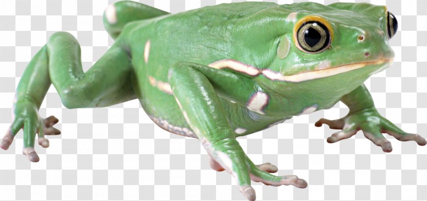 Common Frog Lithobates Clamitans True - Terrestrial Animal Transparent PNG