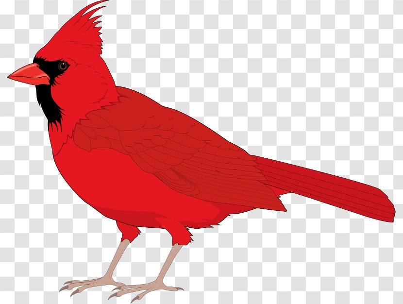 Northern Cardinal St. Louis Cardinals Clip Art - Website - Free Bird Vector Transparent PNG