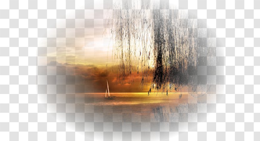 Desktop Wallpaper Water Resources Tree Humour - Sunlight - Paysage Transparent PNG