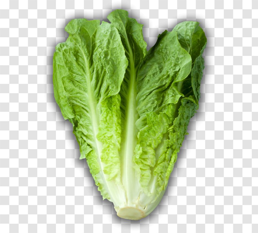 Leaf Lettuce Iceberg Romaine Wrap Caesar Salad - Rapini Transparent PNG