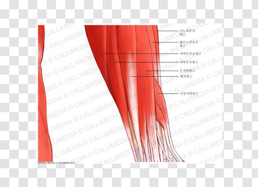 Elbow Extensor Carpi Radialis Longus Muscle Forearm Brevis - Heart - Arm Transparent PNG