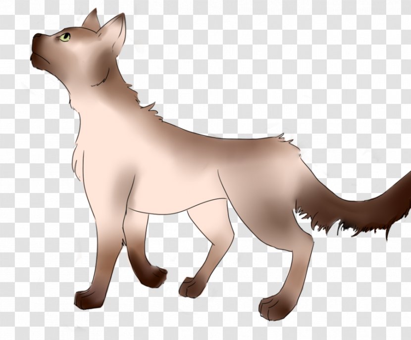 Whiskers Cat Dog Breed Snout - Tail Transparent PNG