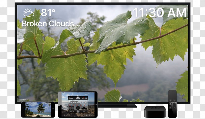 Footage Nature Video Hawk Moths Multimedia - Leaf - Apple Tv 4k Transparent PNG