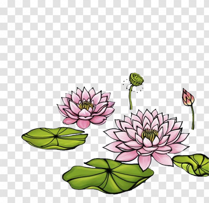 Illustration - Floristry - Hand-painted Lotus Transparent PNG