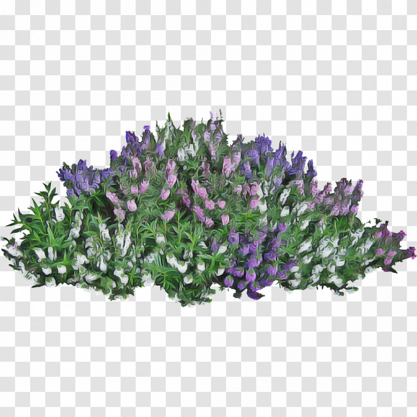 Flowers Background - Rose - Lavandula Dentata Buddleia Transparent PNG