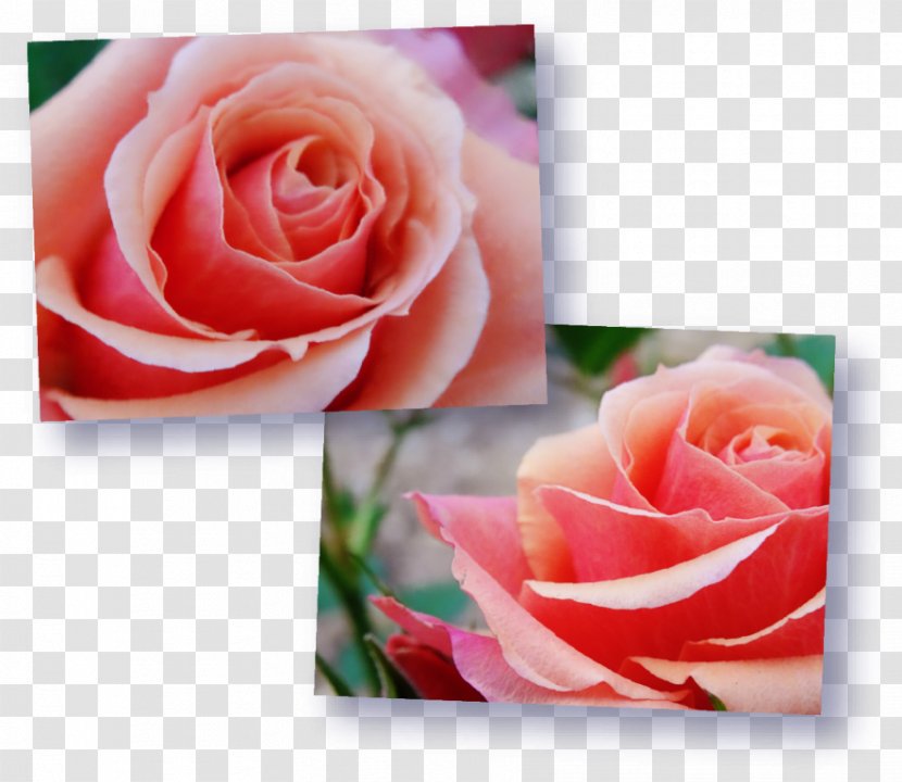 Garden Roses Petal Flower - Leftwing Politics - Rose Transparent PNG