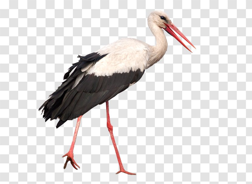 Crane Bird - Beak - Ibis Transparent PNG