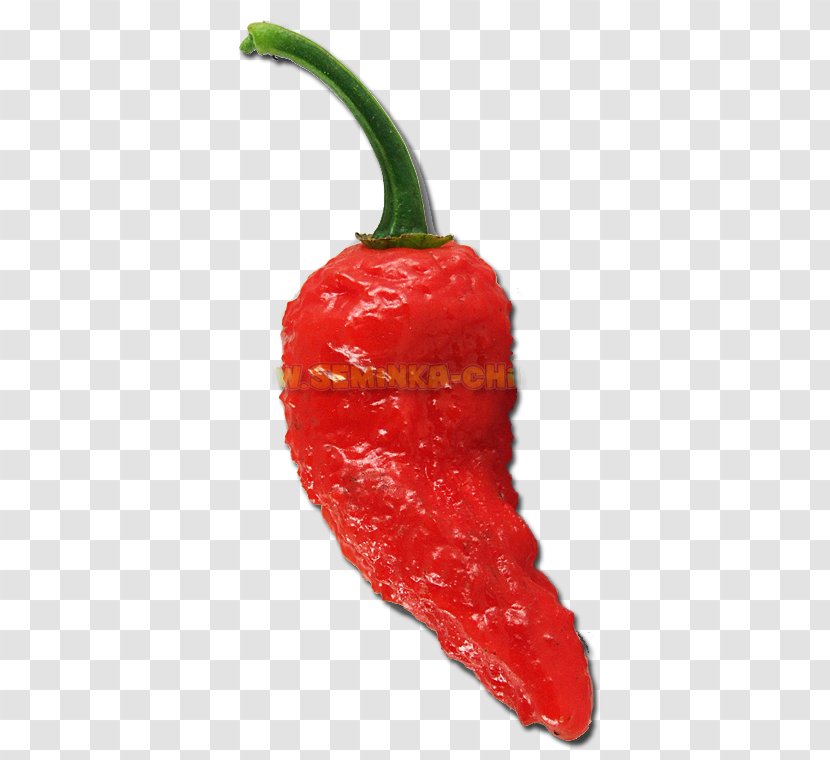 Habanero Tabasco Pepper Serrano Cayenne Pasilla - Pimiento - Bhut Jolokia Transparent PNG