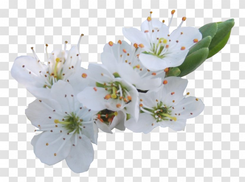 Flower Lilium Clip Art - Blossom - BLOSSOM Transparent PNG