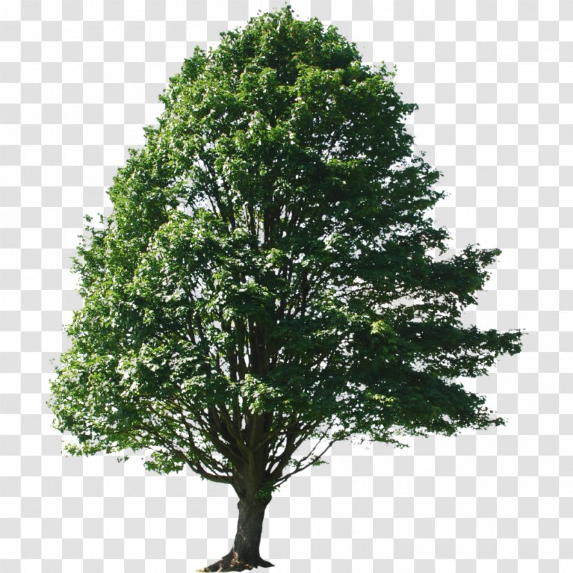 Alnus Glutinosa Tree Oak Sassafras Maple - Stock Photography Transparent PNG