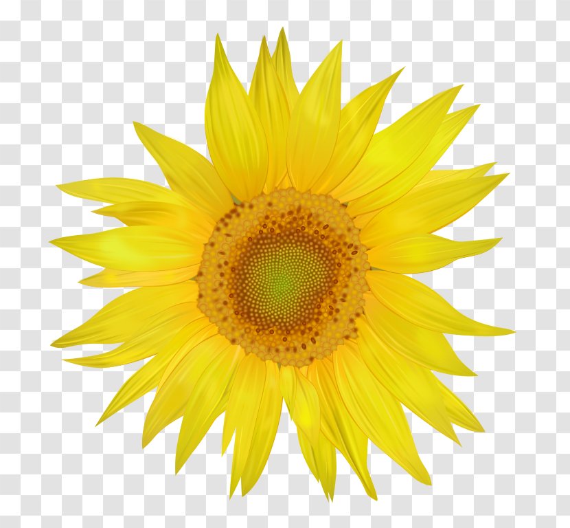 Common Sunflower Clip Art - Seed Transparent PNG