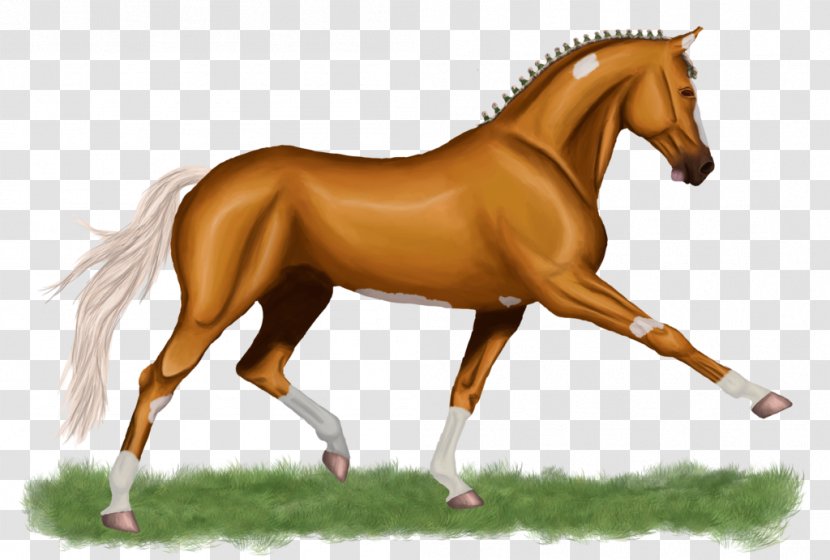 Mane Foal Stallion Mare Mustang Transparent PNG