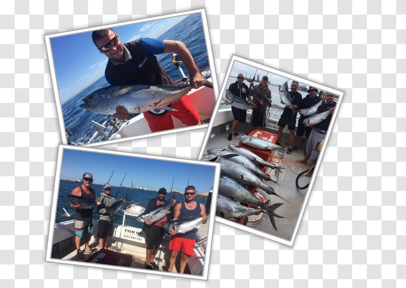 Port Phillip Recreational Boat Fishing Tuna Squid As Food - Plastic - Fish Transparent PNG